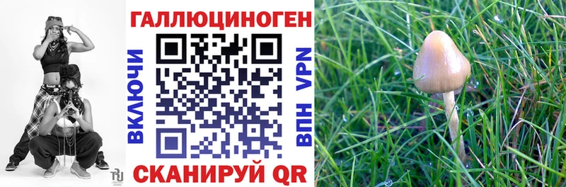 Купить  Снежногорск  Галлюциногенные грибы Psilocybe 